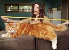 The Longest Cat In The World - Aha!
