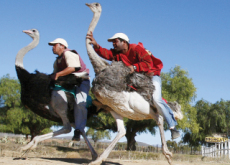 No More Ostrich Rides - World News