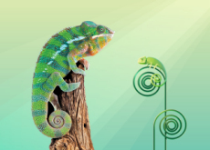 Colorful Lizard: Chameleon - Science