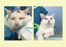 Cat Undergoes Double Eyelid Surgery - Aha!