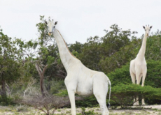 White Giraffes In Kenya - Aha!
