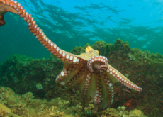 Octopus - Science