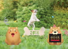 2018 Is The Year Of The Golden Dog - National News