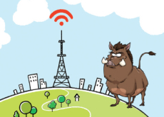 Wild Boars And 5G Networks - National News