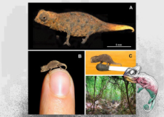 The Smallest Chameleon - Science
