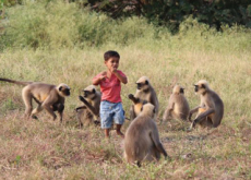 Boy Befriends A Monkey Tribe - World News