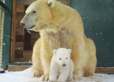 The First Polar Bear In Britain In 25 Years - Focus