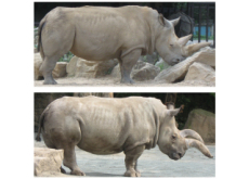 The World's Last Male Northern White Rhino Dies - Science