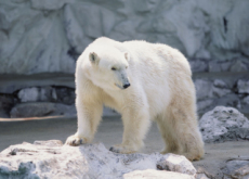 How Many Polar Bears Are Still Alive? - Science