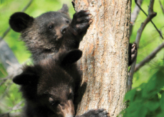 Jirisan Asiatic Black Bears Reach 56 - National News