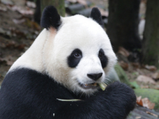 The Giant Panda, A Chinese National Treasure - Culture