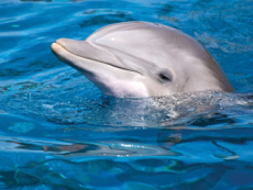 Characteristics Of Dolphins - Science