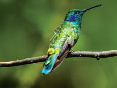 characteristics of hummingbirds - Science