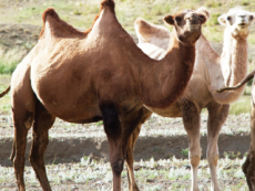Characteristics Of Camels - Science