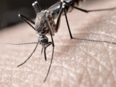 Characteristics Of Mosquitoes - Science
