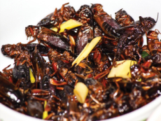 Crickets Are Good For Our Health - Aha!