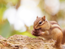 Characteristics Of Squirrels - Science
