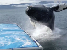 An Unforgettable Humpback Whale - World News