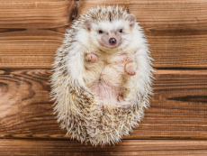 Characteristics Of Hedgehogs - Science