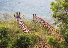 Characteristics Of Giraffes - Science