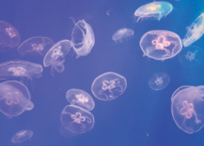 Characteristics Of Jellyfish - Science