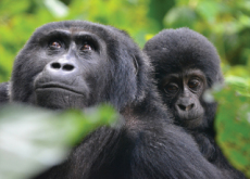 Gorillas Who Are Better Fathers Have More Babies - Aha!