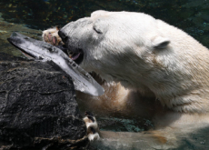 The Only Polar Bear In Korea Dies - National News