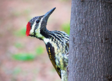Characteristics Of Woodpeckers - Science