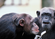 Chimpanzees And Pro-Social Decisions - Aha!