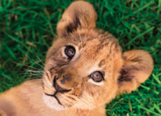 A Lion Cub Found In A Paris Apartment - Focus