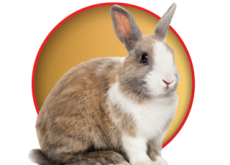 Characteristics Of Rabbits - Science