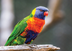 Characteristics Of Parrots - Science