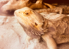 Characteristics Of lizards - Science