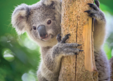 Characteristics Of Koalas - Science