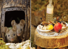 A Miniature House For A Mouse Family - Focus
