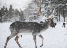 The Shrinking Reindeer Population - Focus