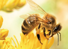 Characteristics of Bees - Science