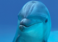 Dolphins Sleep With One Eye Open	 - Aha!
