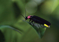 Characteristics Of Fireflies - Science