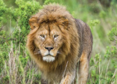 Characteristics Of Lions - Science