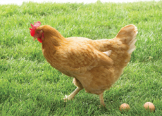 Hens That Lay Eggs For Medicine - Aha!