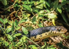 Characteristics Of Snakes - Science