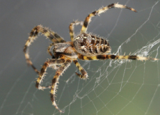 Characteristics Of Spiders - Science