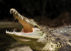 Characteristics Of Crocodiles  - Science