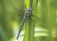 Characteristics Of Dragonflies - Science