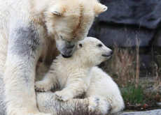A Baby Polar Bear In Berlin - World News