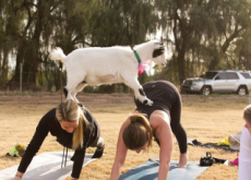 Yoga With Goats - Culture