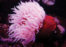 Artificial Ears And Noses Made From Sea Anemones - Aha!