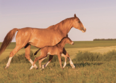 Characteristics Of Horses - Science