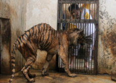 Animal-Abusing Zoo in Indonesia - World News